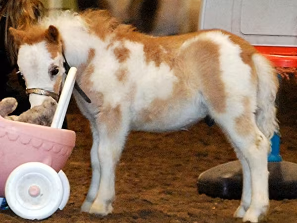 Horse (M), Miniature horse