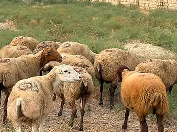 Qoyun, Qoyunlar — Azərbaycan