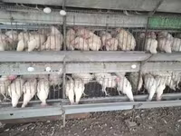 Chickens — الصورة 2