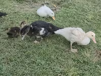 Domestic Muscovy — photo 6