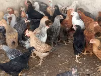 Chickens — photo 2