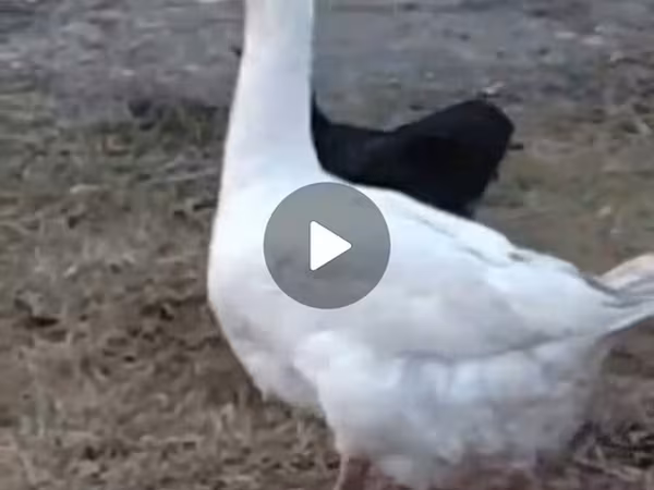 Geese