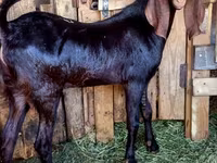 Kozel, Kamori goats — foto 1