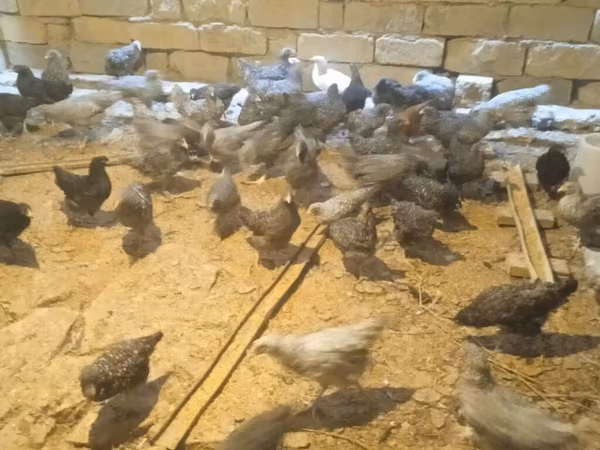 Chickens — Ázerbájdžán