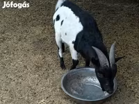 Kozel, Nigerian dwarf goats — foto 2