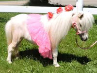 Stute, Miniature horse — Foto 2