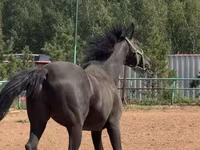 Kůň, Trakehner — foto 1