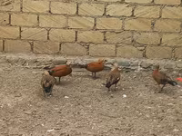 Guinea fowl — foto 2