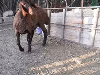Qoyun, Blackheaded Persian sheep — foto 6