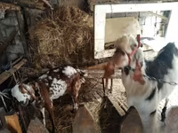 Dişi keçi, Beetal goats — foto 1