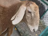 Ovce, Arashan sheep — foto 4
