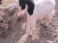 Ziege, Angora goats — Foto 2