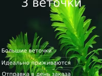 Էլոդեա Դենսա (Elodea densa) – 3 ճյուղ կենդանի ակվարիումային բույս — zdjęcie 1