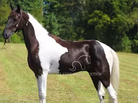Caballo, Tennessee Walking Horse — foto 8