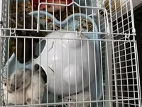 Salam Qəfəs qarisiq satılır 8 Ədəd Hamster var içərsində. Gelen ay — Foto 2