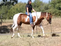 Kůň, American paint horse — foto 5