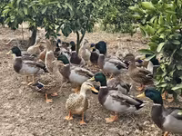 Ducks — photo 4