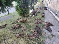 Hausente — Foto 2