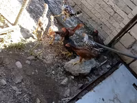Chickens — foto 3