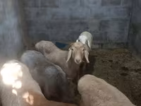母羊, Rhon sheep — 照片 7
