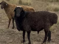 Qoç, Kazakh fat-tailed coarsewool sheep — foto 3