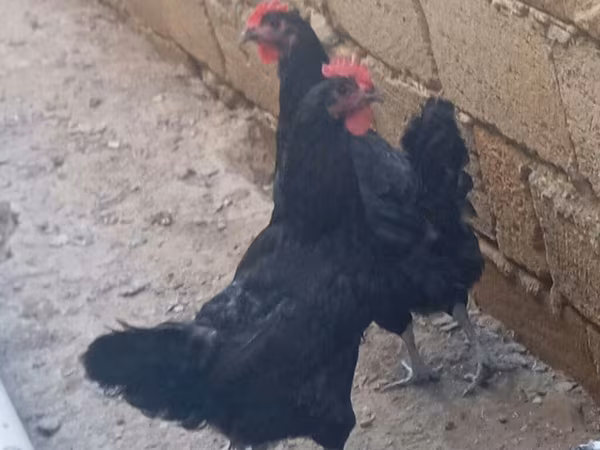 أستراليان بيت غيم فاول