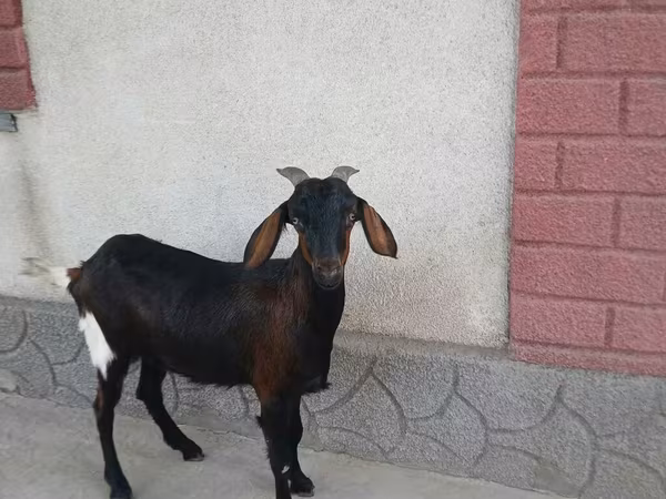 Goat, Nubian Goat