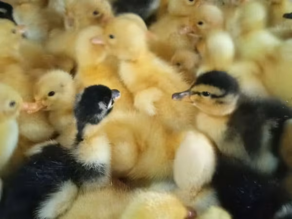 Ducks — Azərbaycan