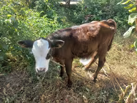 İnək, Kalmık irqi — foto 1