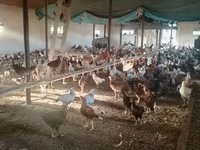 Chickens — photo 1