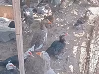 Domestic Muscovy — photo 4