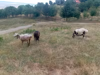 Sheep, Kazakh meat-wool sheep — photo 4