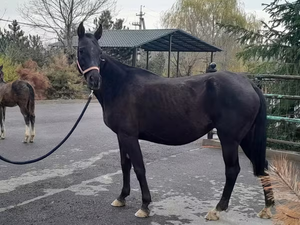 母马, Akhal-Teke