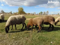 Ovce, Tsigai sheep — foto 2