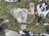 Domestic Muscovy — photo 2