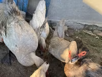 Ducks — photo 6