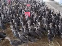 Geniş Sinəli Ağ — foto 3