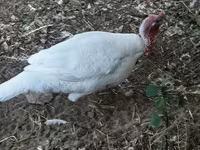 Turkeys — 照片 5