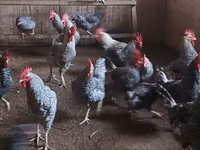 Chickens — foto 1