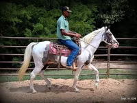 Horse (M), National Show Horse — photo 6