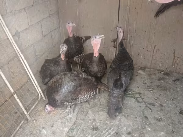 Turkeys — Azərbaycan