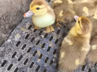 Ducks — foto 5
