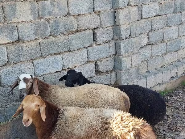 绵羊（批次，未指定性别）, Sheep