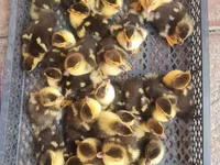 Ducks — photo 5