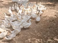 German Pekin — photo 4
