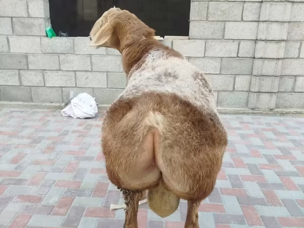 Qoç, Rhon sheep