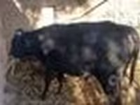 公牛, Cattle — 照片 7