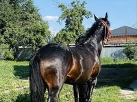 At, Swedish warmblood horse — foto 6