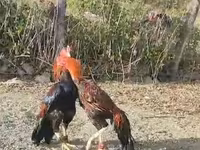 Chickens — Foto 7