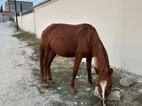 At, Karabakh horse — foto 3
